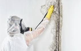 Best Environmental Consulting for Mold Prevention  in Dallas, TX